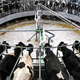 Illustration for article titled The dairy industry faces trouble, but raw milk is on the rise